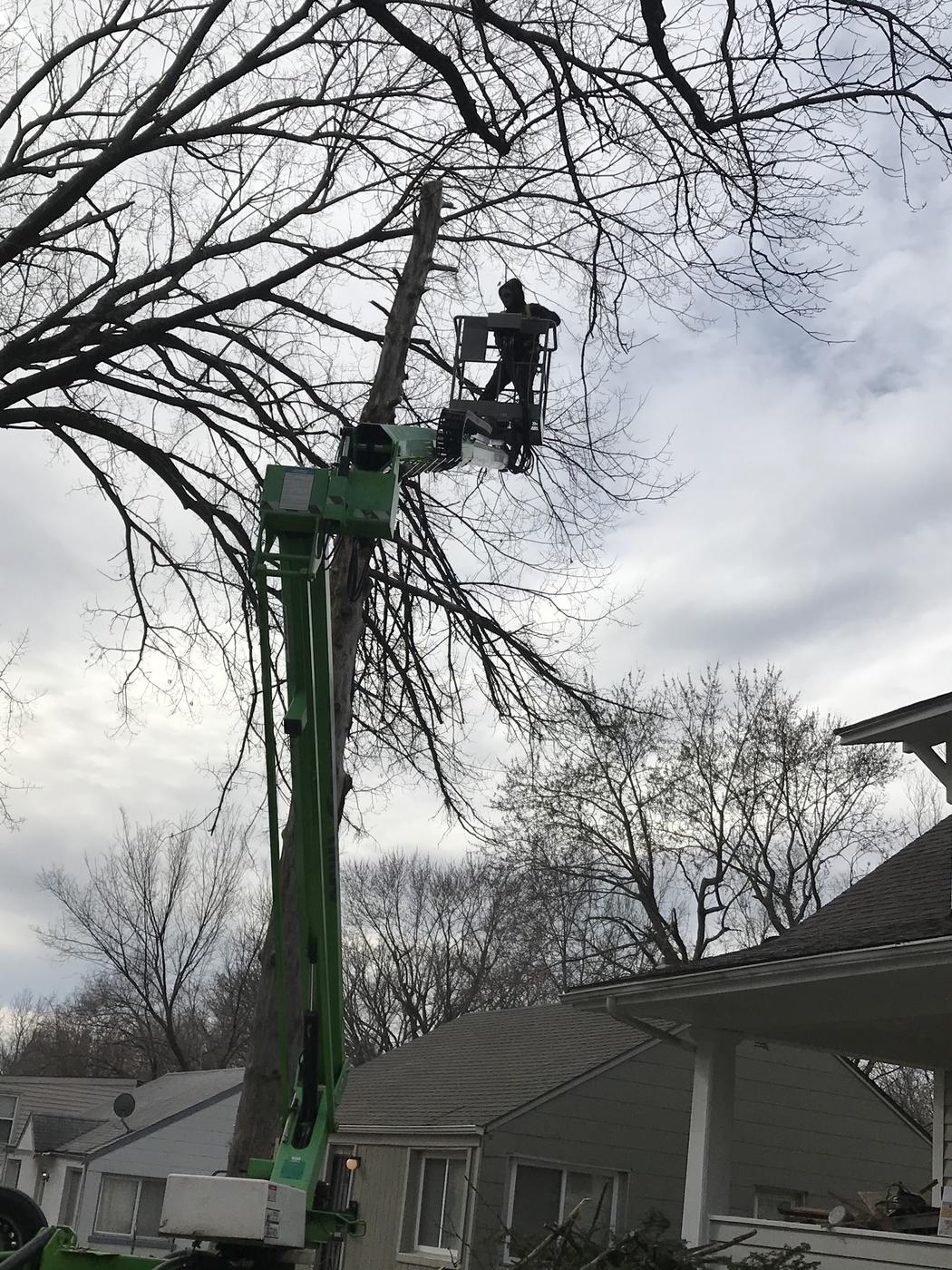 Crew member cutting a tree from a boom lift bucket