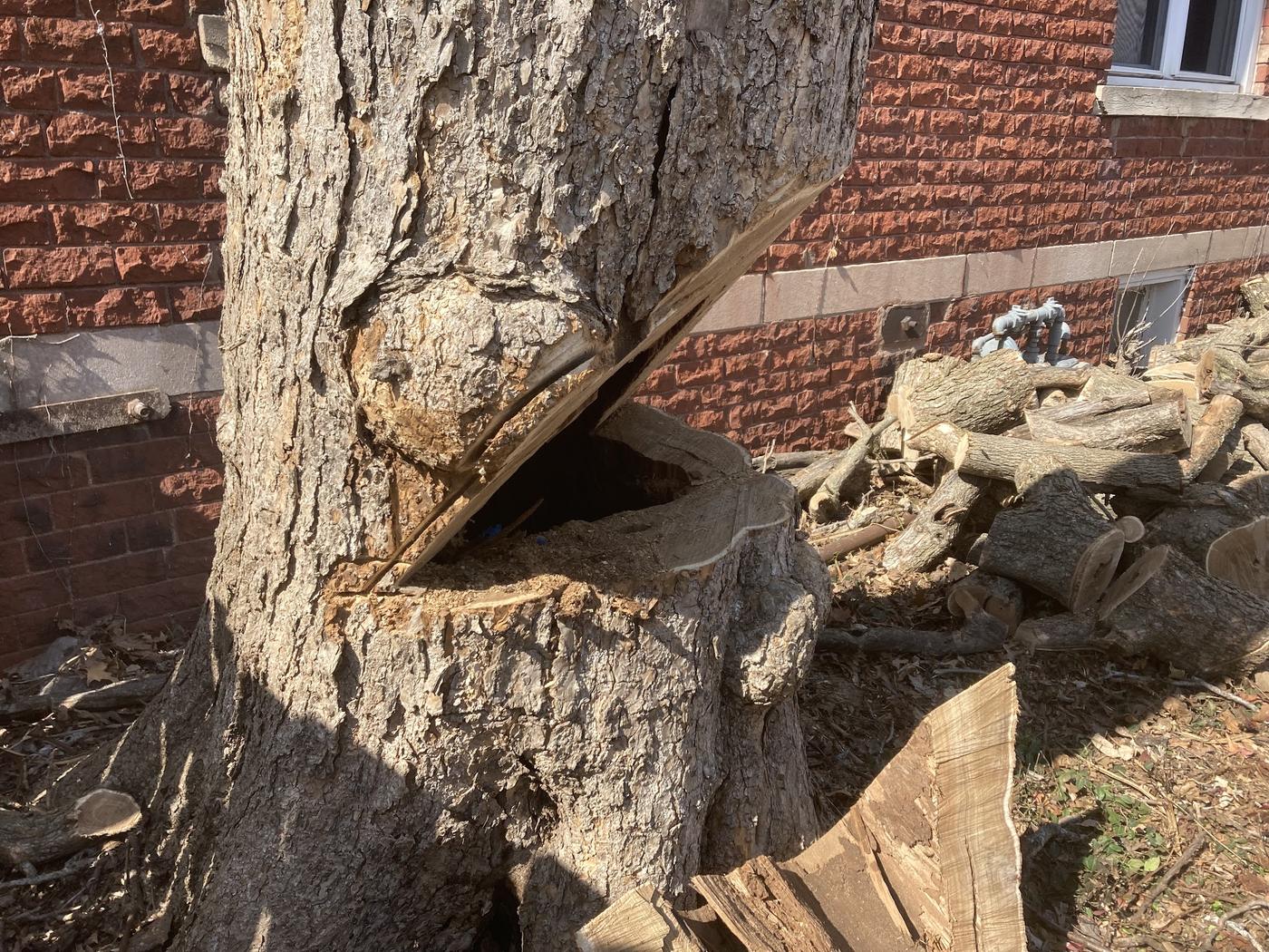 Felled trunk cut through at the base with logs stacked alongside
